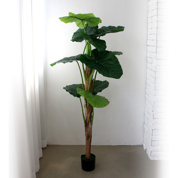 인조나무 조화 화분 클래식 알로카시아 150cm(11잎)