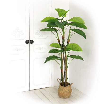 조화나무 인조 식물 화분 인조목 2단알로카시아 165cm