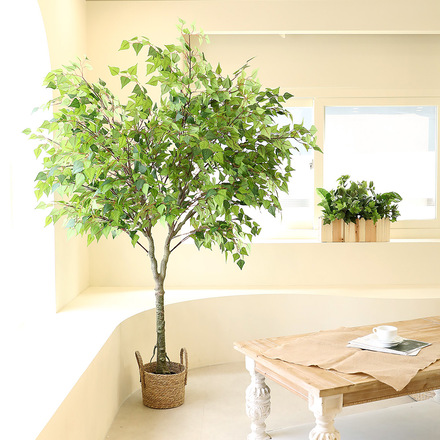 조화나무 인테리어 소원나무 조경 인조목 Y형 자작나무 200cm